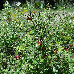 rhus trilobata